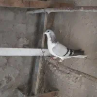 بدرنگ عروسک|پرنده|بوئین زهرا, |دیوار