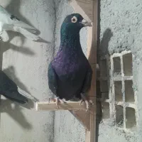 کبوتر شهری|پرنده|کازرون, |دیوار