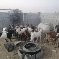 بز فروشی|حیوانات مزرعه|خرمشهر, |دیوار