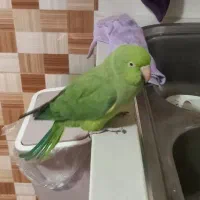 طوطی ملنگو ماده
