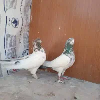 یه جفت کله دم سبز