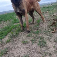 سگ گله|حیوانات|ازنا, |دیوار