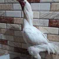 خروس افغان