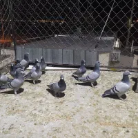 کفتر سبز سیاه زاغ|پرنده|شیراز, تندگویان|دیوار