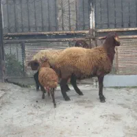 گوسفند و نر هترو