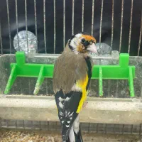 سهره نر جوجه قفس|پرنده|تهران, دولاب|دیوار