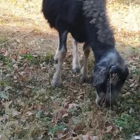 یک عدد گوسفند|حیوانات مزرعه|شاهین دژ, |دیوار