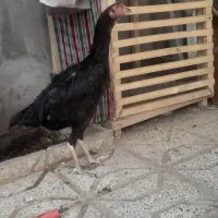 خروس اوشامو گردن لرزا ویک تیغ سفید|حیوانات مزرعه|تربت‌حیدریه, جانبازان|دیوار