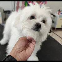 اصلاح سگ گربه پیرایش حیوانات خانگی پت|خدمات پیشه و مهارت|مشهد, وکیلآباد|دیوار