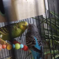 مرغ عشق|پرنده|مشهد, سمزقند|دیوار