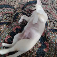 توله اشپیتز