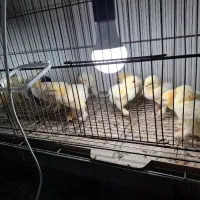 جوجه برهما اصیل