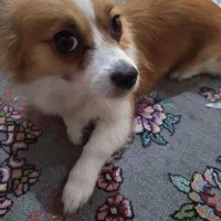 سگ اشپیز تدیر