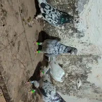 هفت رنگ وسار|پرنده|مشهد, کوه سنگی|دیوار