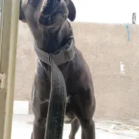 پیت بول|سگ|سیرجان, |دیوار