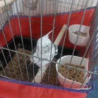 یه جفت عروس هلندی نر وایت فیس|پرنده|قدس, شهرقدس|دیوار