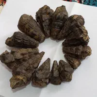 فروش ۱۴ عدد عرج (فسیل) زیبا|کلکسیون اشیاء عتیقه|خرم‌آباد, |دیوار