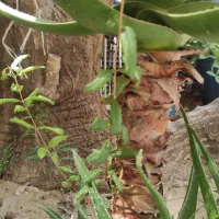 درختچه مصنوعی و طبیعی|گل مصنوعی|شیراز, آزادگان|دیوار