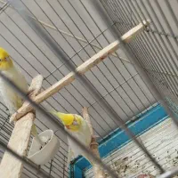 یک جفت عروس هلندی یک ساله