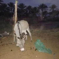 خر نر|حیوانات مزرعه|جیرفت, |دیوار