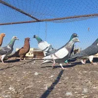 چند تا رنگه المانی|پرنده|تربت‌حیدریه, آسایش|دیوار