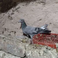 نقره ای کاکولی
