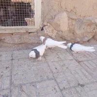 نر طوقی کاکلی|پرنده|درمیان, |دیوار