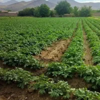 زمین کشاورزی|فروش دفتر صنعتی، کشاورزی، تجاری|همدان, |دیوار