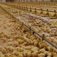 استخدام سرپرست فارم مرغداری (آقا) اسکان + بیمه