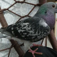 زرهی ی سر اردن