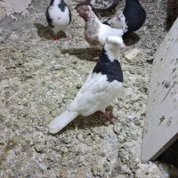 کبوتر|پرنده|مشهد, توس فردوسی|دیوار