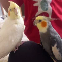 یک جفت عروس هلندی به ضمانت تخم و جوجه