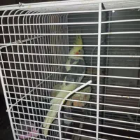 عروس هلندی|پرنده|ایرانشهر, |دیوار