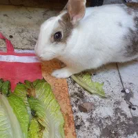 خرگوش