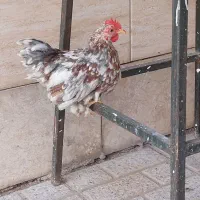 جوجه برهما.کوشین خروس