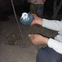 کفتر تهرانی