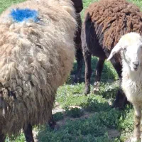 قوچ|حیوانات مزرعه|چادگان, |دیوار