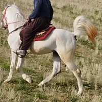 اسب سیلمی اصیل کورد|اسب و تجهیزات اسبسواری|دیواندره, |دیوار