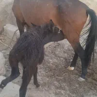 مادیان ۴ سال با خر ب رمه|حیوانات مزرعه|لالی, |دیوار