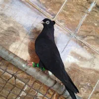 زاغ|پرنده|مسجد سلیمان, |دیوار