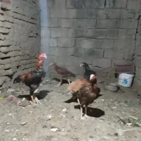 مرغو خروس لاری اصیل