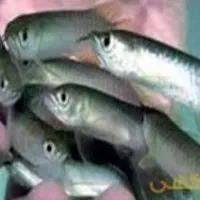 بچه ماهی