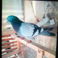 کبوتر اصفهانی