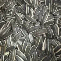 تخمه خارجی سالم