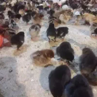 جوجه جهادی یک روزه|حیوانات مزرعه|تربتحیدریه, میدان مرکزی|دیوار