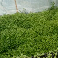 نشا گوجه فرنگی نهال گورجه