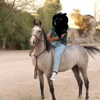 کره ماده 3ساله|اسب و تجهیزات اسبسواری|فلاورجان, |دیوار