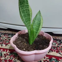 گل سانسوریا