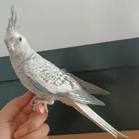 عروس هلندی|پرنده|دیواندره, |دیوار