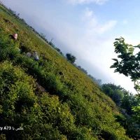 نهال گل محمدی|گل و گیاه طبیعی|مشهد, فرخد|دیوار